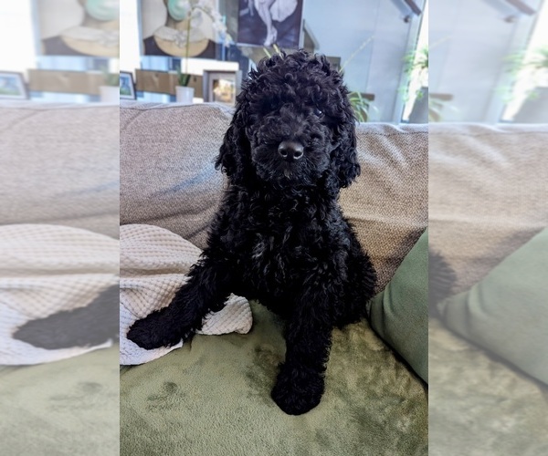 Medium Photo #4 Cocker Spaniel-Goldendoodle Mix Puppy For Sale in BUFFALO, NY, USA