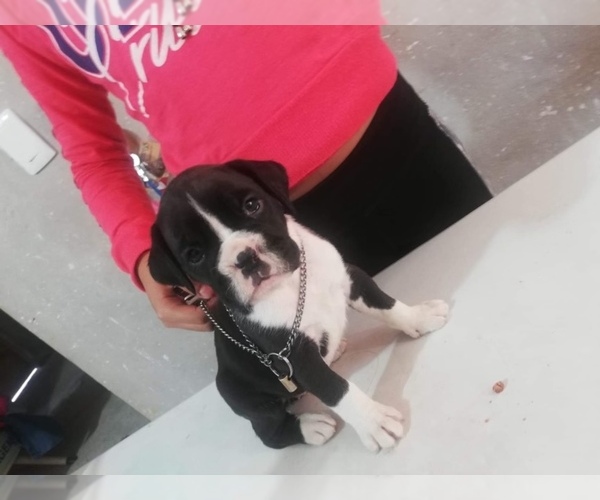 Medium Photo #6 Boxer Puppy For Sale in OAK LAWN, IL, USA
