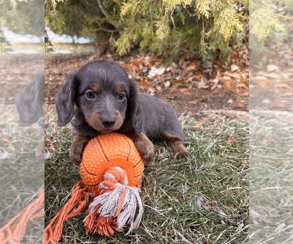 Medium Photo #4 Dachshund Puppy For Sale in MIDDLEBURY, IN, USA