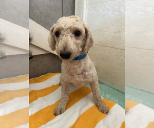 Poodle (Miniature) Dogs for adoption in Pacolet, SC, USA