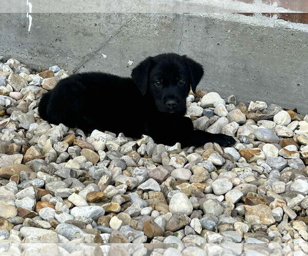 Medium Photo #7 Labrador Retriever-Unknown Mix Puppy For Sale in Oakhurst, NJ, USA