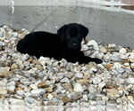 Small #6 Labrador Retriever Mix