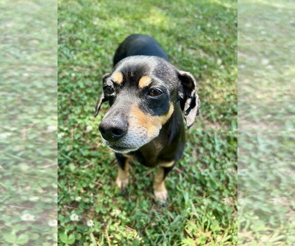 Medium Photo #3 Dachshund Puppy For Sale in York, SC, USA