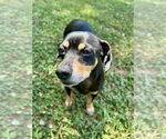 Small #2 Dachshund