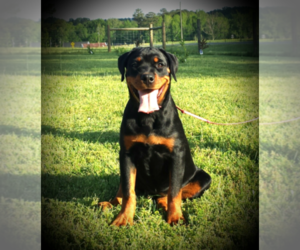 Rottweiler Puppy for sale in ZEBULON, NC, USA
