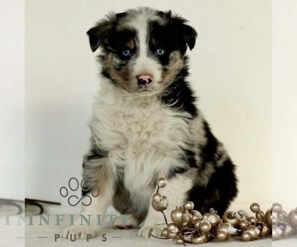 Medium Photo #1 Australian Shepherd Puppy For Sale in LANCASTER, PA, USA