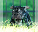 Puppy Hershey hue AKC French Bulldog