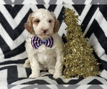 Small Photo #3 Goldendoodle-Poodle (Miniature) Mix Puppy For Sale in CEDAR LANE, PA, USA
