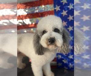 Father of the Cavapoo puppies born on 09/14/2025