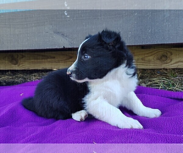 Medium Photo #3 Border Collie Puppy For Sale in NORBORNE, MO, USA
