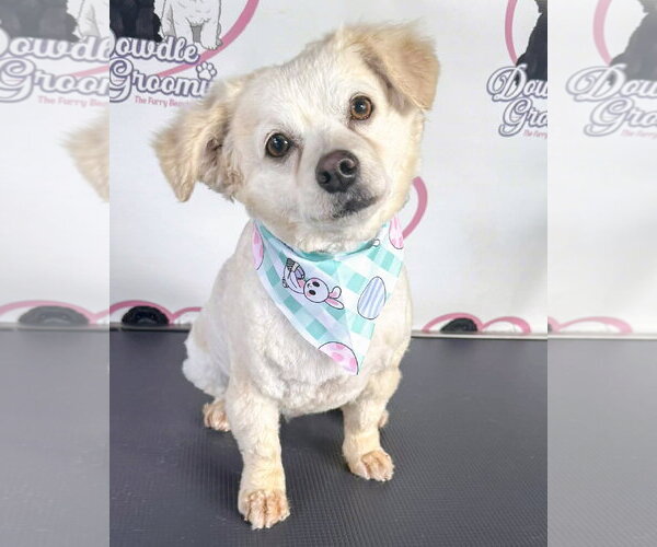 Medium Photo #2 Poodle (Miniature)-Unknown Mix Puppy For Sale in Corona, CA, USA