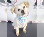 Small #1 Poodle (Miniature) Mix
