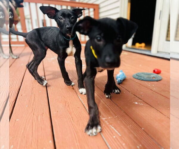 Medium Photo #6 American Staffordshire Terrier-Labrador Retriever Mix Puppy For Sale in Princeton, MN, USA