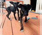 Small #5 American Staffordshire Terrier-Labrador Retriever Mix