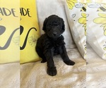 Small #5 Goldendoodle