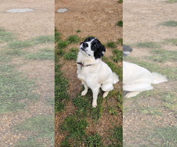 Medium Photo #2 Chihuahua-Unknown Mix Puppy For Sale in Corinth, MS, USA