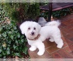 Small Photo #1 Bichon Frise Puppy For Sale in WINSTON SALEM, NC, USA