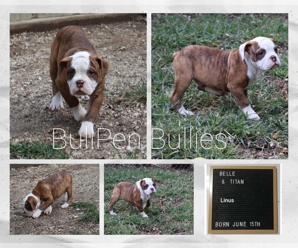 Medium Photo #3 Olde English Bulldogge Puppy For Sale in PINE VILLAGE, IN, USA