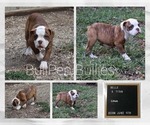 Small #2 Olde English Bulldogge