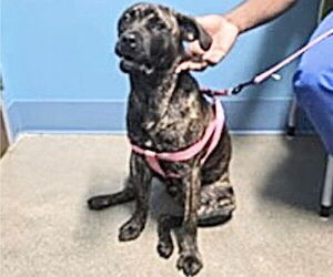 Mutt Dogs for adoption in Houston, TX, USA