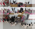 Small Faux Frenchbo Bulldog