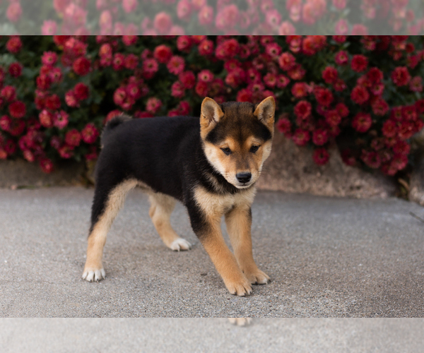 Medium Photo #6 Shiba Inu Puppy For Sale in MILLERSBURG, IN, USA