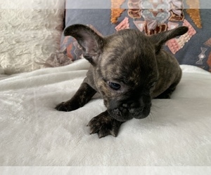 French Bulldog Puppy for sale in JOHNS ISLAND, SC, USA