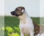 Small #24 Boxer Mix
