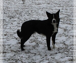 Father of the Australian Cattle Dog-Border Collie Mix puppies born on 12/30/2025
