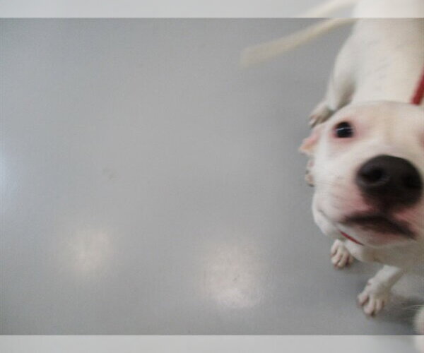 Medium Photo #1 American Pit Bull Terrier-Unknown Mix Puppy For Sale in Ocala, FL, USA