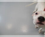 DOBBY - Female American Pit Bull Terrier-Unknown Mix Dog for Adoption - Small photo