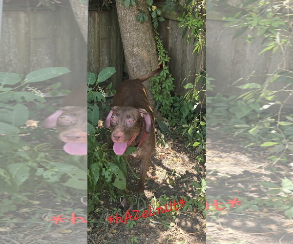 Medium Photo #3 Labrador Retriever-Unknown Mix Puppy For Sale in Jackson, MS, USA