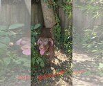 Small #2 Labrador Retriever Mix