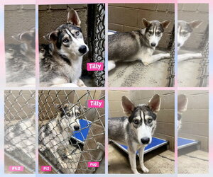 Tilly - ON HOLD - NO MORE APPLICATIONS - Female Siberian Husky Dog for Adoption - Photo #6