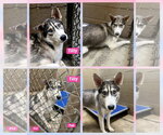 Small Photo #6 Siberian Husky Puppy For Sale in Severn, MD, USA