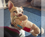 Small #5 Chihuahua Mix