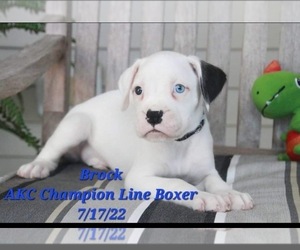 Boxer Puppy for Sale in SHIPSHEWANA, Indiana USA