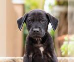 Small #13 Labrador Retriever Mix