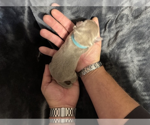 Medium Photo #9 Labrador Retriever Puppy For Sale in MODESTO, CA, USA