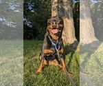 Small Photo #3 Rottweiler Puppy For Sale in Omaha, NE, USA