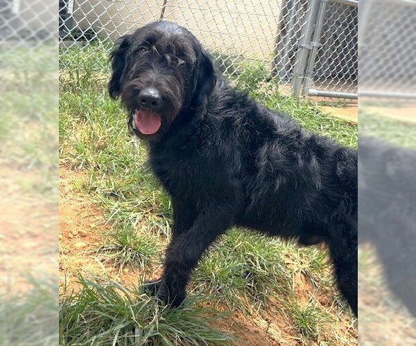 Medium Photo #1 Labradoodle Puppy For Sale in Wetumpka, AL, USA