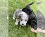 Small Photo #59 Aussiedoodle Miniature  Puppy For Sale in COMMERCE, MI, USA