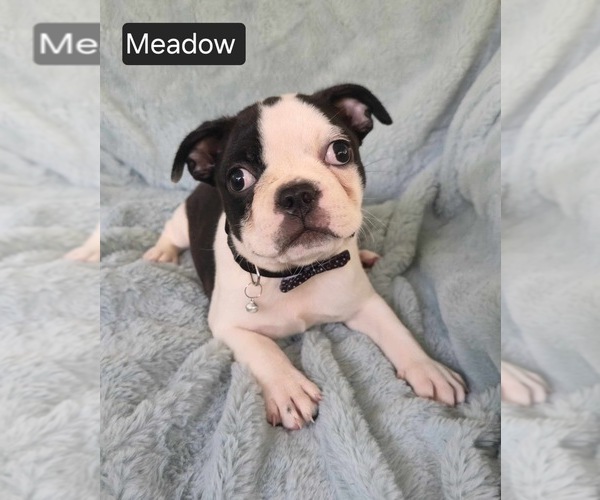 Medium Photo #1 Boston Terrier Puppy For Sale in MINERAL WELLS, WV, USA