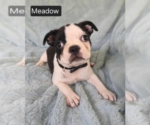 Boston Terrier Puppy for sale in MINERAL WELLS, WV, USA