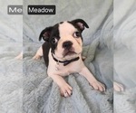 Image preview for Ad Listing. Nickname: Meadow