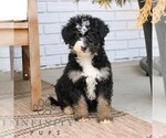 Small Bernedoodle (Miniature)