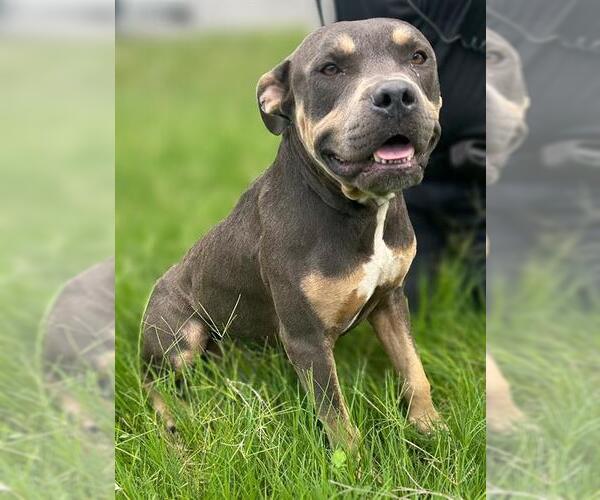 Medium Photo #1 Staffordshire Bull Terrier-Unknown Mix Puppy For Sale in San Antonio, TX, USA