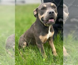 Staffordshire Bull Terrier-Unknown Mix Dogs for adoption in San Antonio, TX, USA