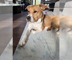 Small #11 American Pit Bull Terrier Mix