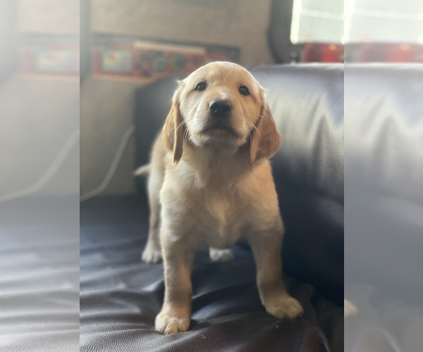 Medium Photo #1 Golden Retriever Puppy For Sale in LOS ANGELES, CA, USA